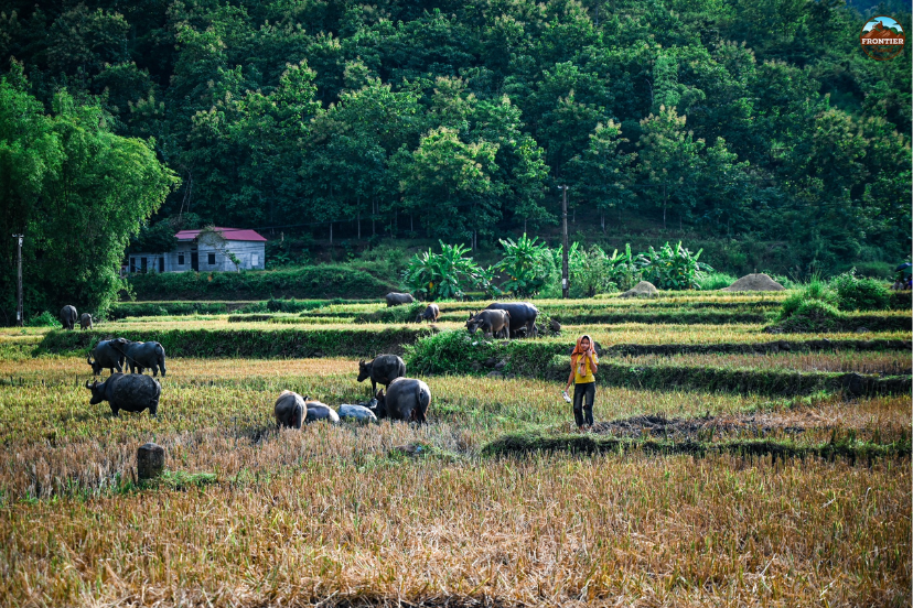Rice fields and limestone mountains in rural Northeast